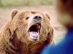 Охотники отпугнули медведя, который таскал телят из совхоза в Кузбассе